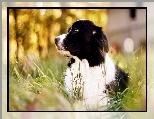 Border Collie, Trawa